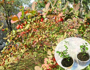 Выращиваем барбарис в своем саду. Что должен знать каждый садовод